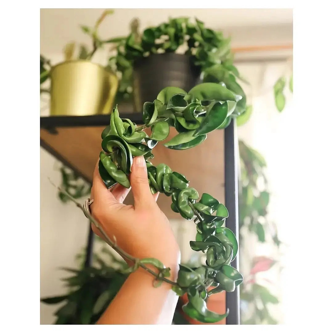 Hoya carnosa ‘Compacta’